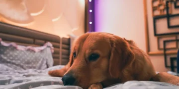 Golden Retriever lying on a cozy rug, looking tired but alert, with a soft lamp glow