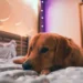 Golden Retriever lying on a cozy rug, looking tired but alert, with a soft lamp glow