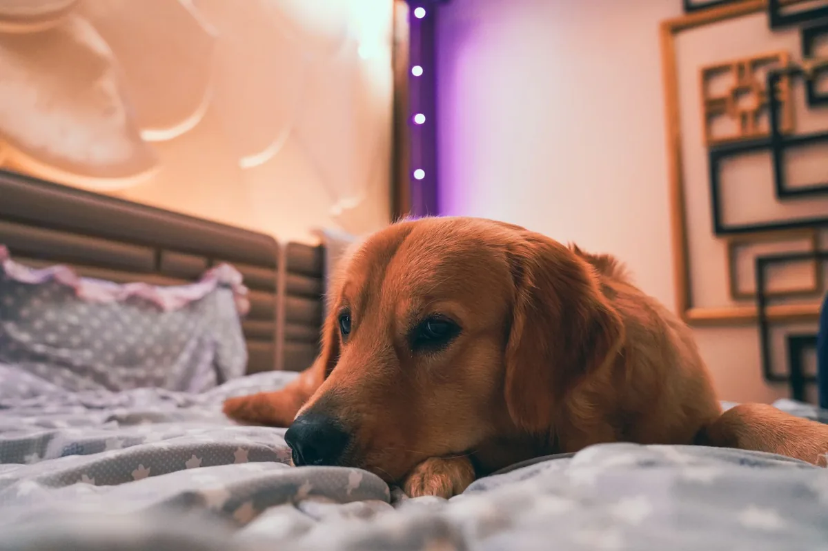 Golden Retriever lying on a cozy rug, looking tired but alert, with a soft lamp glow