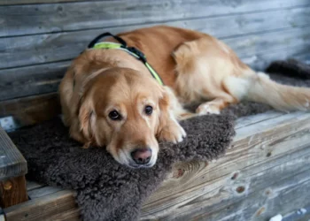 Golden Retriever lying on a soft rug, looking tired but alert, with a gentle home lighting