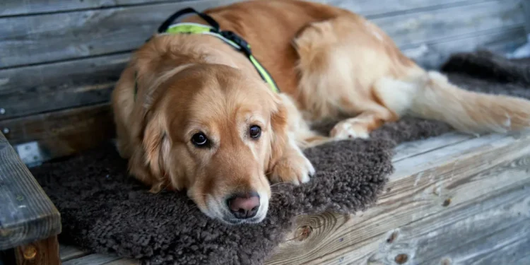 Golden Retriever lying on a soft rug, looking tired but alert, with a gentle home lighting