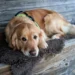 Golden Retriever lying on a soft rug, looking tired but alert, with a gentle home lighting