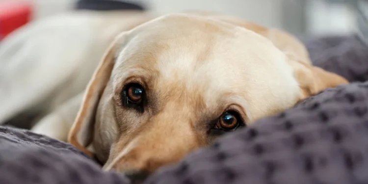 Senior Labrador Retriever resting on a soft bed, looking comfortable but tired