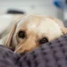 Senior Labrador Retriever resting on a soft bed, looking comfortable but tired