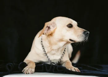 Senior mixed‑breed Labrador Retriever lying on a soft blanket, looking tired but alert, soft indoor lighting