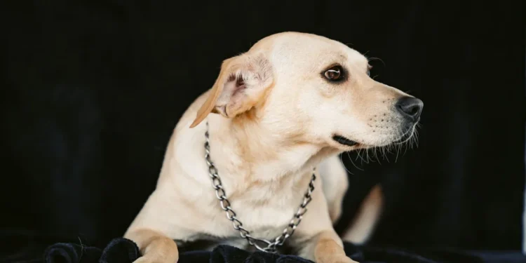 Senior mixed‑breed Labrador Retriever lying on a soft blanket, looking tired but alert, soft indoor lighting