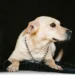 Senior mixed‑breed Labrador Retriever lying on a soft blanket, looking tired but alert, soft indoor lighting