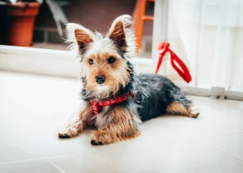 Junior, a small terrier, lying on a kitchen floor with a half‑eaten aspirin tablet nearby, looking uncomfortable but alert