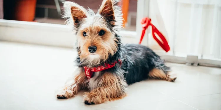 Junior, a small terrier, lying on a kitchen floor with a half‑eaten aspirin tablet nearby, looking uncomfortable but alert