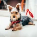 Junior, a small terrier, lying on a kitchen floor with a half‑eaten aspirin tablet nearby, looking uncomfortable but alert