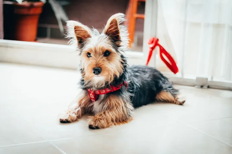 Aspirin Poisoning in Dogs