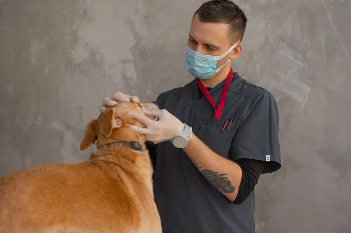Veterinarian using a tonometer on a dog's eye, calm clinic lighting, close‑up of the device and dog’s eye