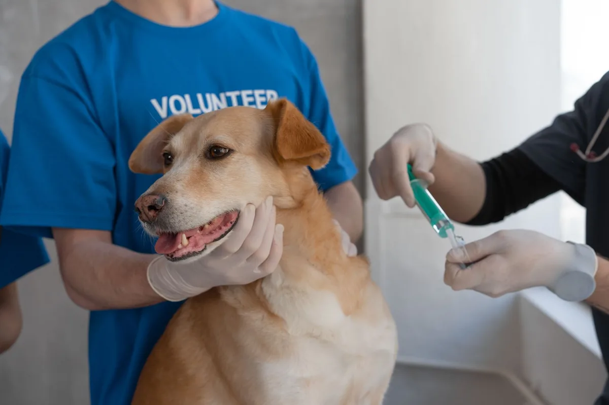 Veterinarian gently examining a dog’s gums with a stethoscope, checking for pallor and bleeding