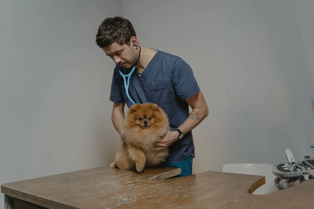 Veterinarian gently examining a dog's mouth and checking gums with a stethoscope, demonstrating a clinical assessment for aspiration pneumonia