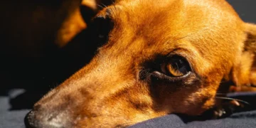 Senior Golden Retriever with mild eyelid crusting, looking curious but comfortable