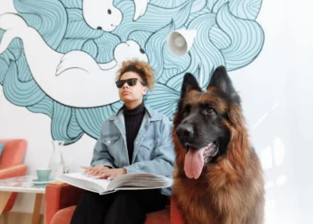 Senior golden retriever gently navigating a living room with a calm expression, showing subtle signs of vision loss