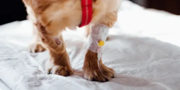 Owner gently feeling a Labrador Retriever's gums, looking for pallor, as the dog rests after a transfusion