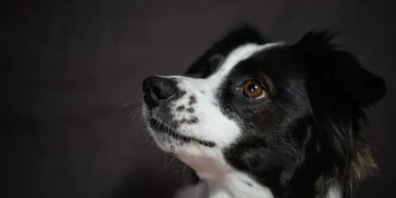Border Collie with lower eyelid turned inward, showing slight redness and pawing at the eye