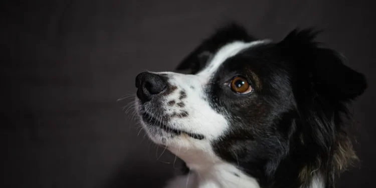 Border Collie with lower eyelid turned inward, showing slight redness and pawing at the eye
