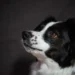 Border Collie with lower eyelid turned inward, showing slight redness and pawing at the eye