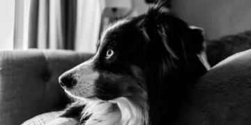 Senior Border Collie with a cloudy eye, looking concerned while an owner gently checks the pupil