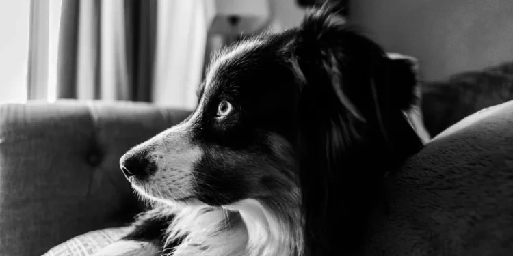 Senior Border Collie with a cloudy eye, looking concerned while an owner gently checks the pupil