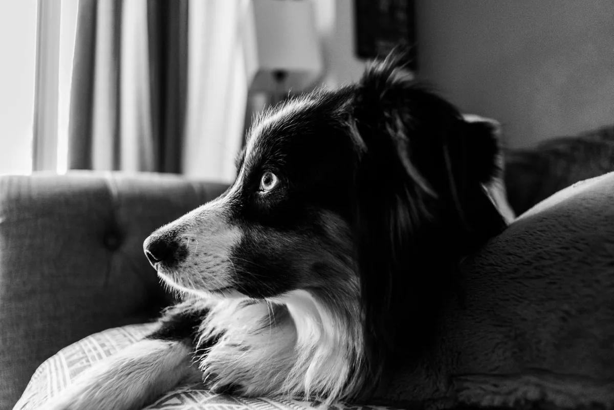 Senior Border Collie with a cloudy eye, looking concerned while an owner gently checks the pupil