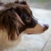 Adult Border Collie lying on a hardwood floor, head turned toward owner, looking concerned but alert