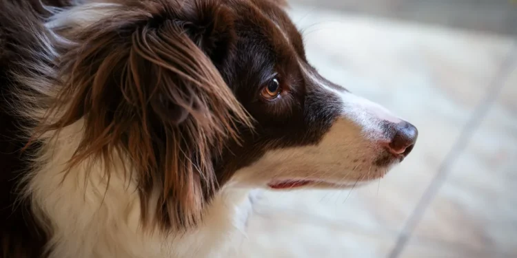 Border Collie lying on a kitchen floor, looking tired with a faintly pale gum visible