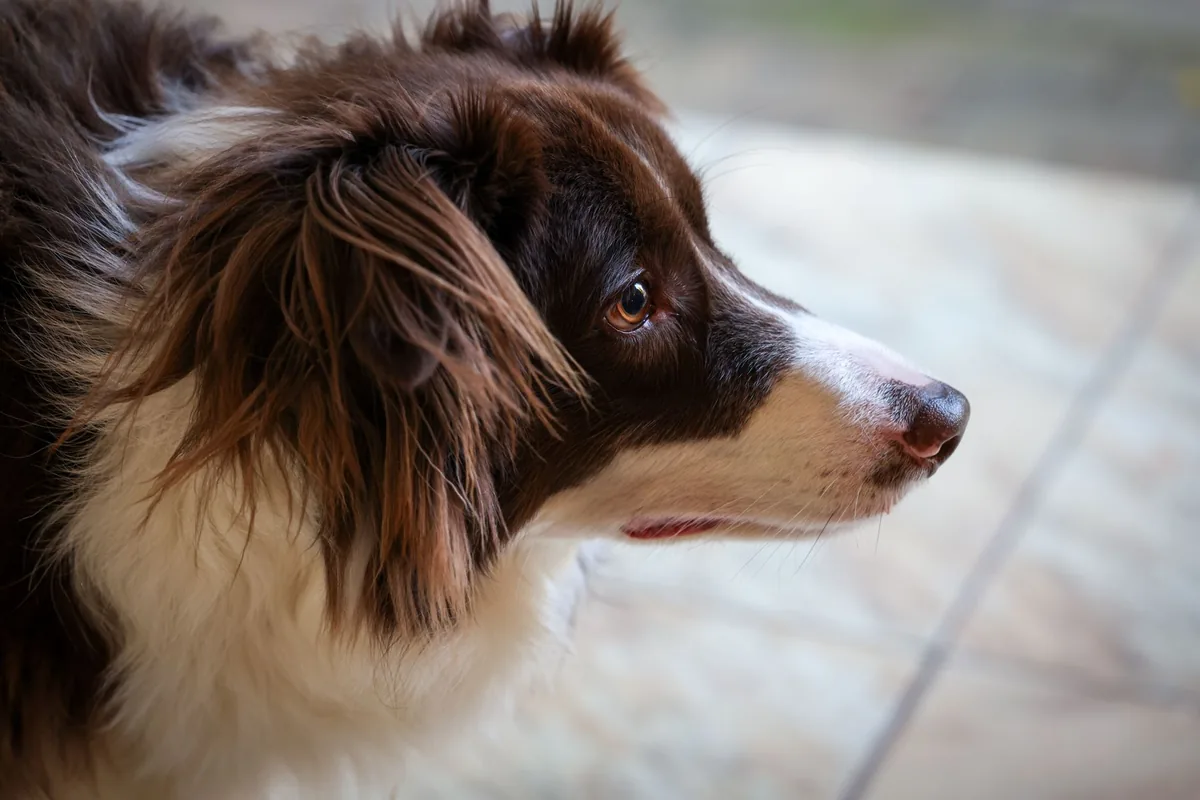 Border Collie lying on a kitchen floor, looking tired with a faintly pale gum visible