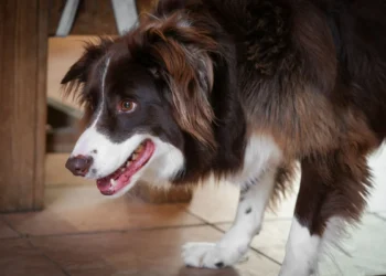 Young Border Collie limping on a kitchen tile, looking uncomfortable but still alert