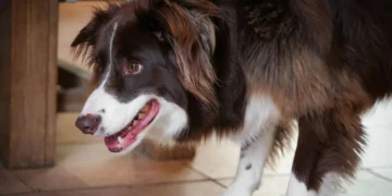 Young Border Collie limping on a kitchen tile, looking uncomfortable but still alert