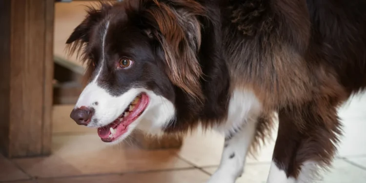Young Border Collie limping on a kitchen tile, looking uncomfortable but still alert