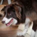 Young Border Collie limping on a kitchen tile, looking uncomfortable but still alert