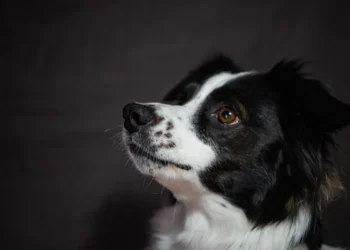 Border Collie looking at owner with a limp, soft indoor lighting, warm living room setting