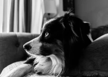 Border collie with mild facial swelling resting on a couch, soft evening light, calm home setting