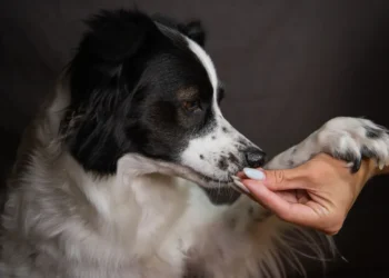 Border Collie lying on a couch with pale gums and small bruises on its paws, soft evening light from a window