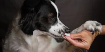Border Collie lying on a couch with pale gums and small bruises on its paws, soft evening light from a window