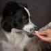 Border Collie lying on a couch with pale gums and small bruises on its paws, soft evening light from a window