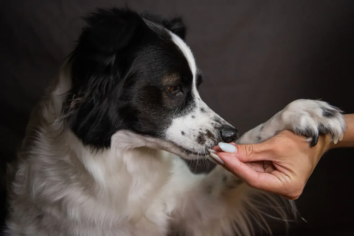 Border Collie lying on a couch with pale gums and small bruises on its paws, soft evening light from a window