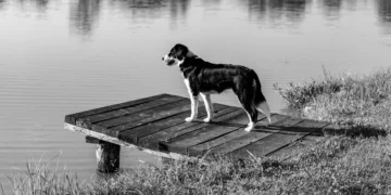 Border Collie hesitating at a staircase, showing early muscle weakness