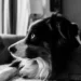 Senior Border Collie hesitating to step off a couch, looking slightly unsteady
