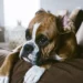 Boxer dog with a concerned owner checking its head, soft indoor lighting, calm domestic scene