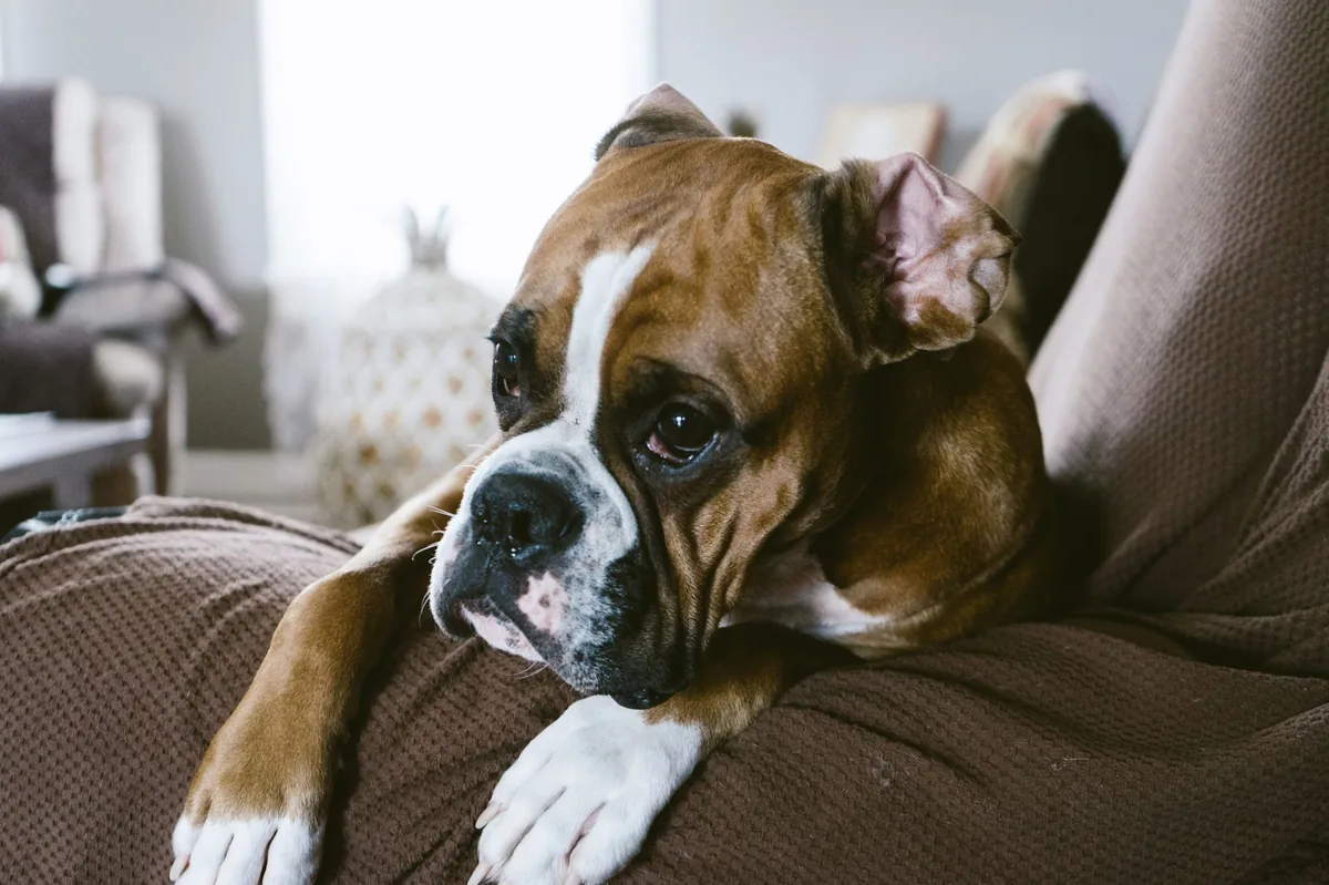 Brain Tissue Inflammation and Death (Breed Specific) in Dogs
