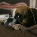 Boxer dog lying on a couch, pale gums visible, owner checking pulse with concerned expression