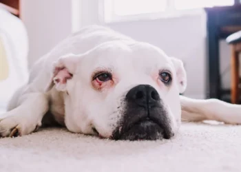 Boxer dog lying on a couch, looking tired with pale gums visible, soft indoor lighting