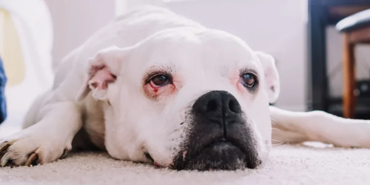 Boxer dog lying on a couch, looking tired with pale gums visible, soft indoor lighting