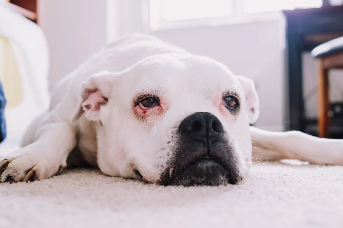 Boxer dog lying on a couch, looking tired with pale gums visible, soft indoor lighting