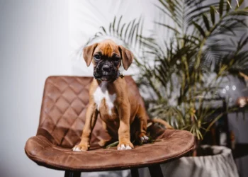Puppy Boxer with a small bleeding wound on a paw, looking curious but not in distress
