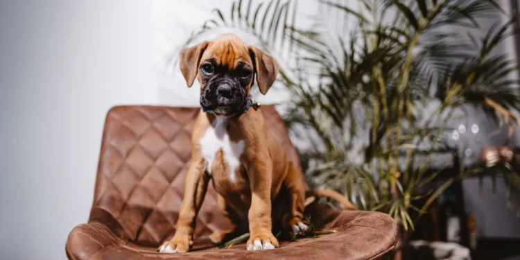 Puppy Boxer with a small bleeding wound on a paw, looking curious but not in distress